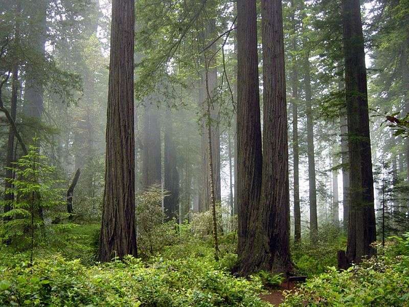 Endor the forest moon